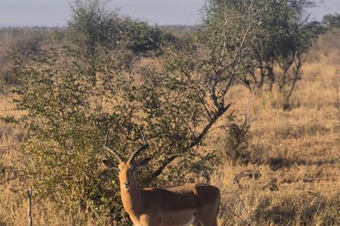From Maputo: 2-Day Kruger National Park Safari