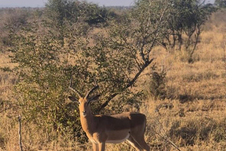 From Maputo: 2-Day Kruger National Park Safari