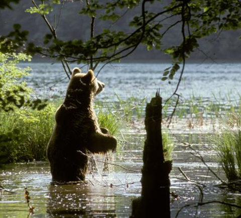 Safaris & wildlife activities