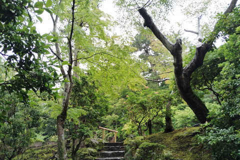 نارا: جولة في حدائق يوشيكين وإيسوئين مع حفل شاي