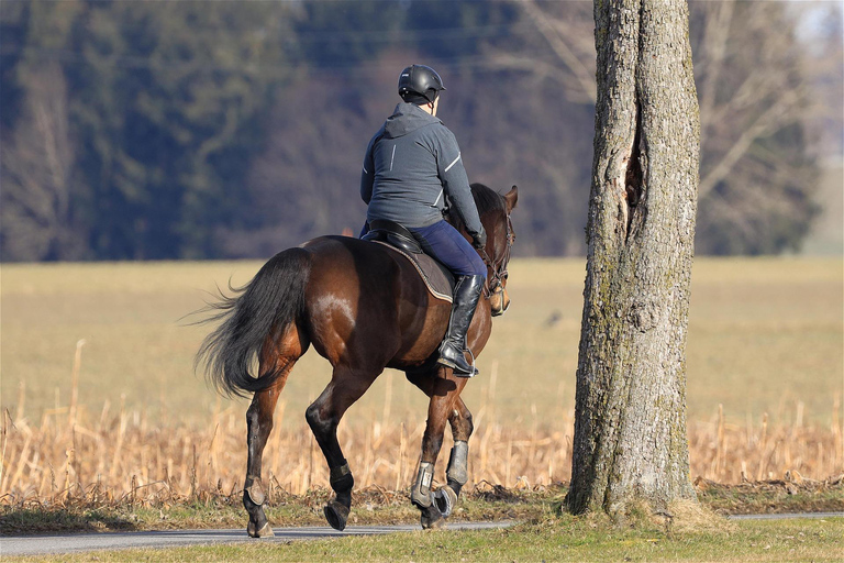 Belfast: Guided Horseback Trek Across Scenic Countryside