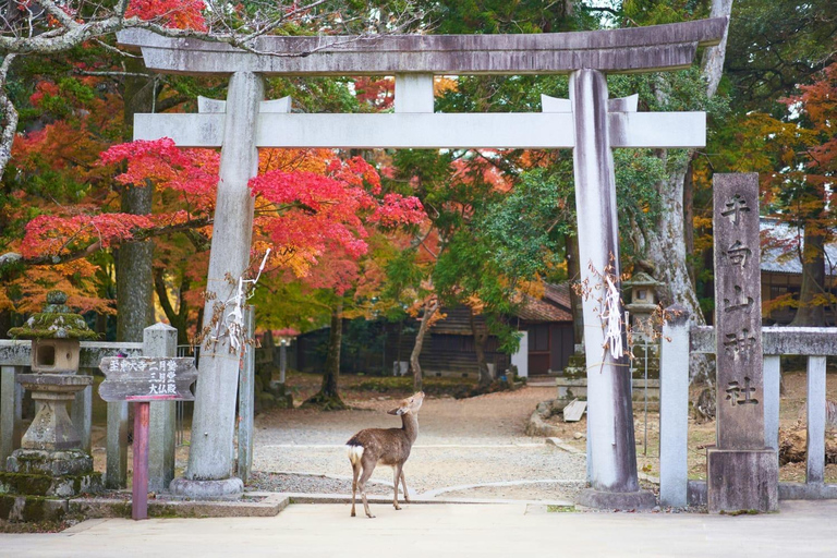 Kyoto & Nara: Private Family Tour with Hotel Pickup