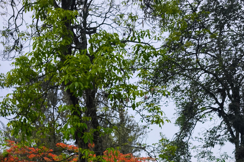 Highlights of Guatemala's Historic Center: Express Private Tour
