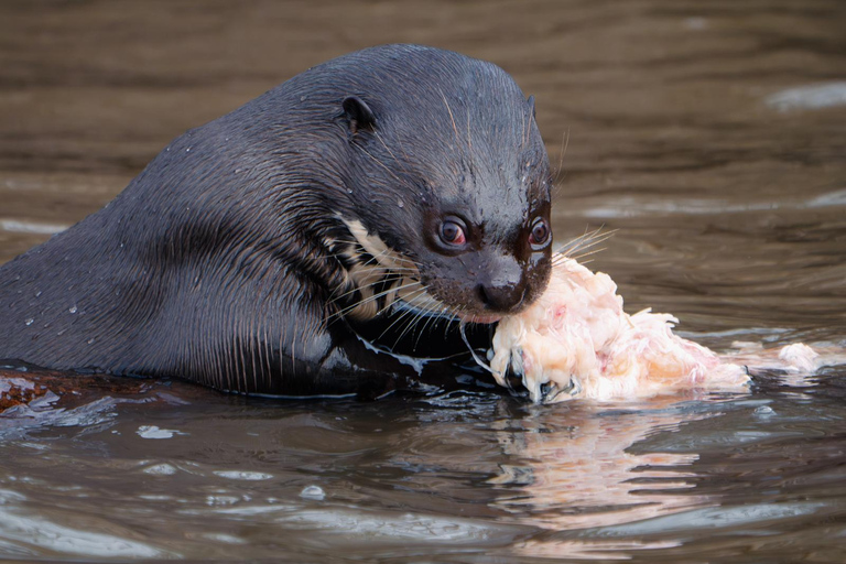 São Paulo: 3-Day Eco Safari Experience in the Pantanal