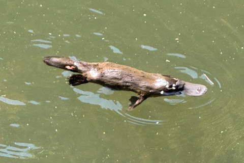 艾尔利海滩：恩杰拉鸭嘴兽和雨林生态之旅