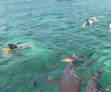 San Pedro: Excursão de snorkeling em Hol Chan e Shark Ray Alley