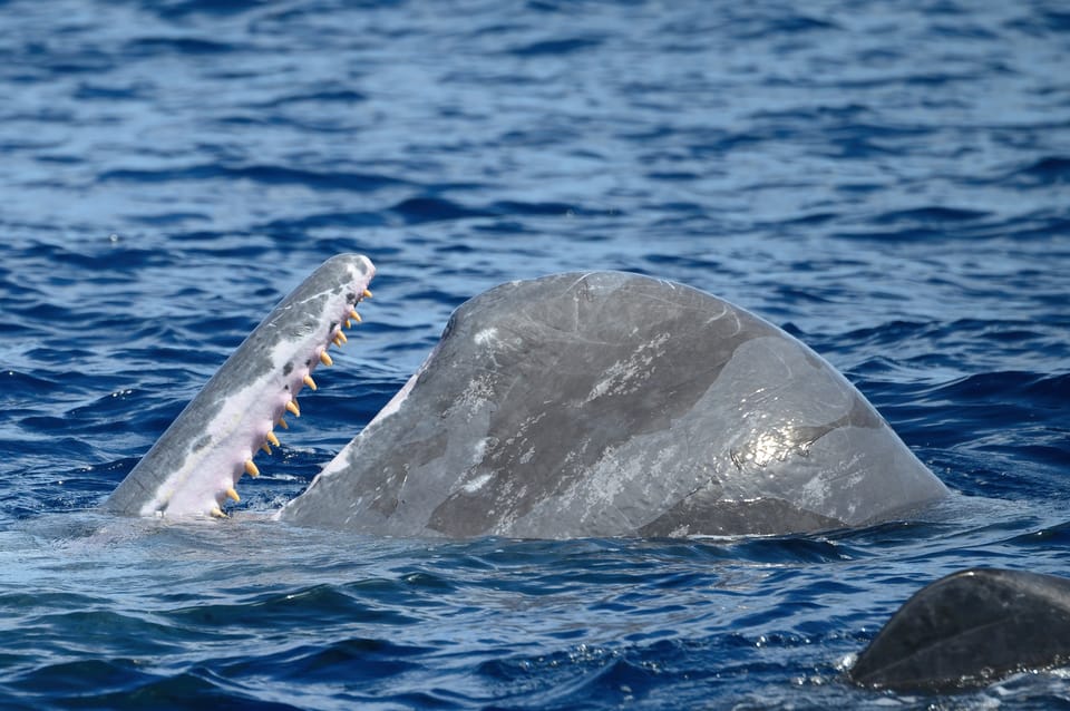 Rabo de Peixe: Sperm Whale Sanctuary Expedition | GetYourGuide