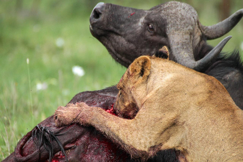 Nairobi: passeio de meio dia no Parque NacionalNairobi: tour privado de meio dia no Parque Nacional