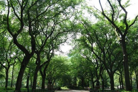 New York : visite de Central Park en pousse-pousseVisite de Central Park en pousse-pousse