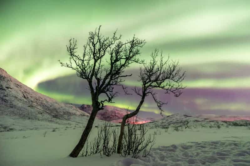Tromso 4 Hours Northern Lights & Arctic Experience Tour GetYourGuide