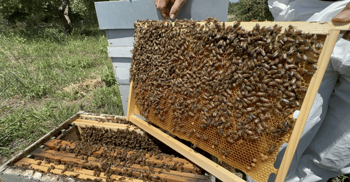 Afbeelding 1 van Een dag tussen de bijen in Sortino