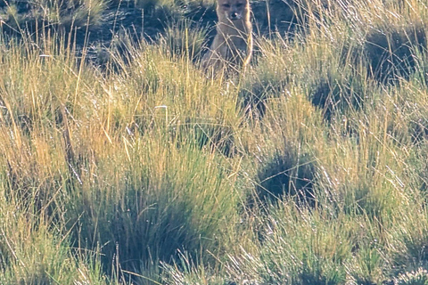 Wanderung Charquini und Lagunen von Huayna Potosí (Westseite)Wandern in Charquini und Lagunen von Huayna Potosí (Westseite)