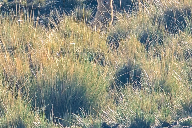 Wanderung Charquini und Lagunen von Huayna Potosí (Westseite)Wandern in Charquini und Lagunen von Huayna Potosí (Westseite)