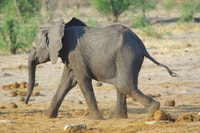 Hwange Full Day Safari Tour - Housity