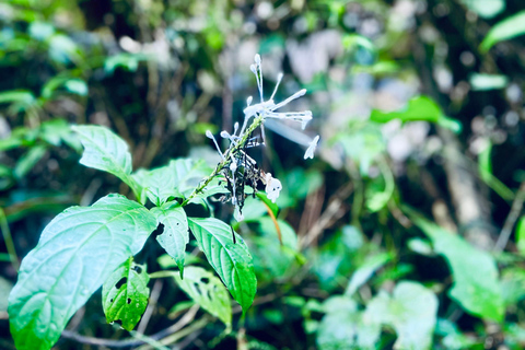 Chiang Mai 2-Day Adventure: Trekking, Tubing & Waterfalls 1-Night Jungle Stay - Trek, Tubing & Waterfall