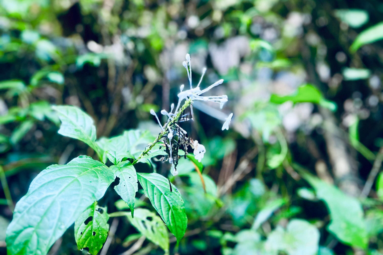 Chiang Mai 2-Day Adventure: Trekking, Tubing & Waterfalls 1-Night Jungle Stay - Trek, Tubing & Waterfall