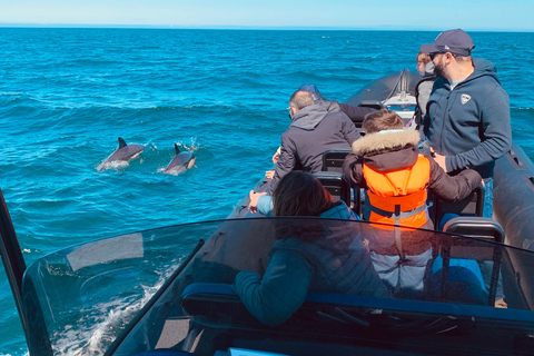 Delfinbeobachtung im Arrábida Naturpark