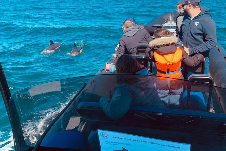 Sesimbra: Tour in barca per l&#039;osservazione dei delfini di Arrábida con biologoSesimbra: Tour in barca con biologo per l&#039;osservazione dei delfini di Arrábida