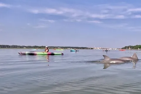 Hilton Head: 2-Hour Kayak Dolphin Nature Tour