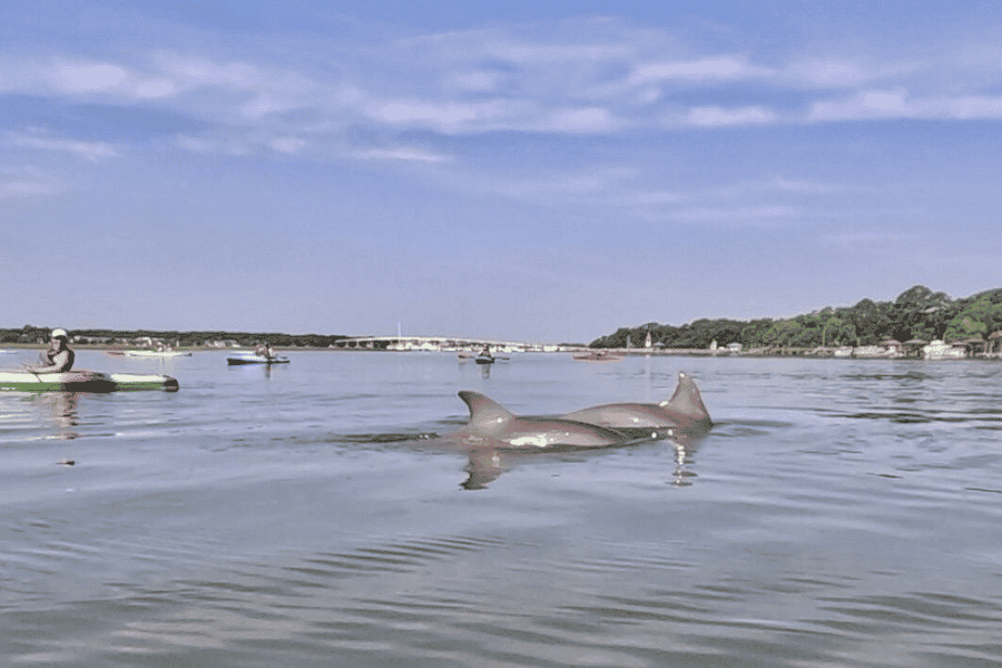 Hilton Head: 2-stündige Kajak-Tour mit Delfinen. Foto: GetYourGuide