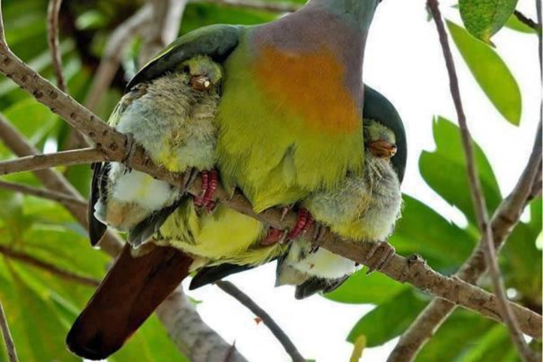 Nepal vildmarksresaNepal Wildlife Tour