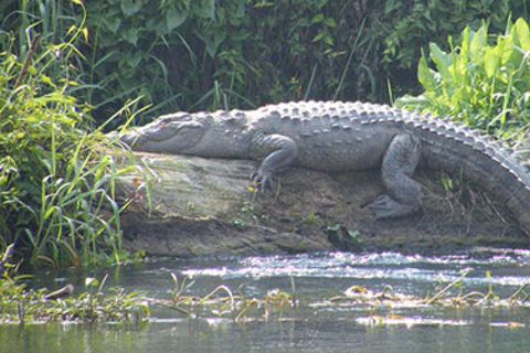 Nepal vildmarksresaNepal Wildlife Tour