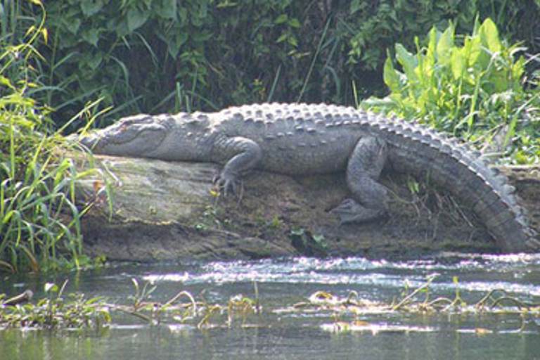 Nepal vildmarksresaNepal Wildlife Tour