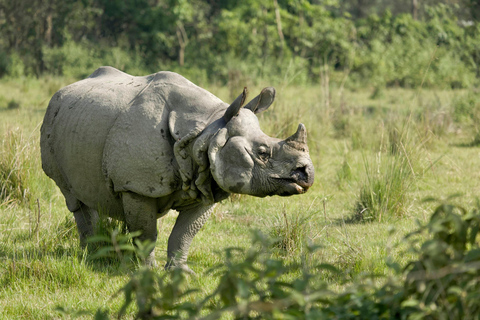 From Kathmandu: 4-Day Chitwan National Park Tour