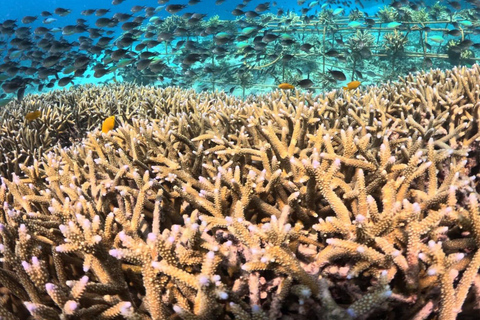 Lombok: Private Gili Islands Snorkeling Experience