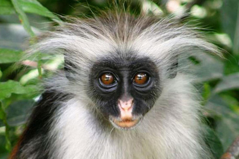 Zanzibar: Jozani Forest, Spice Farm & Stone Town Full-Day. TOUR WITH HOTEL TRANSFER PICKUP AND DROP