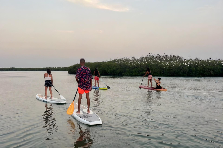 Somone: Guided Group Canoe Tour through the Mangroves Canoe 1 seat