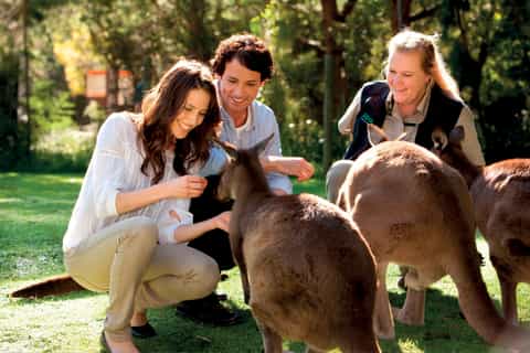Melbourne: Puffing Billy Steam Train & Healesville Wildlife