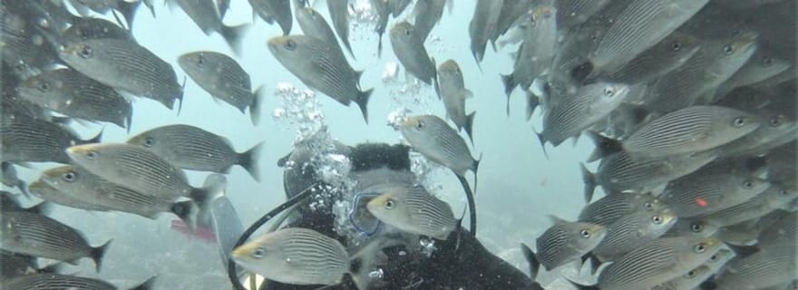 Tamarindo : Découvrez la plongée sous-marine aux îles Catalina
