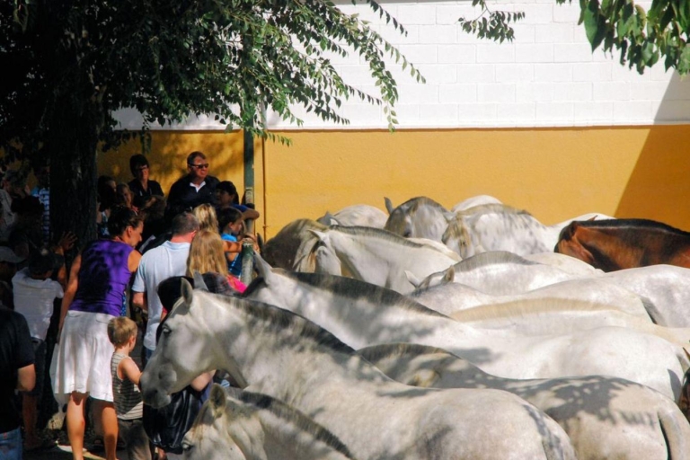 Découverte des chevaux Chartreux à la Yeguada de la Cartuja