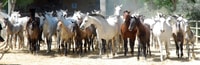 Jerez, Yeguada de la Cartuja Carthusian Horses Tour - Housity