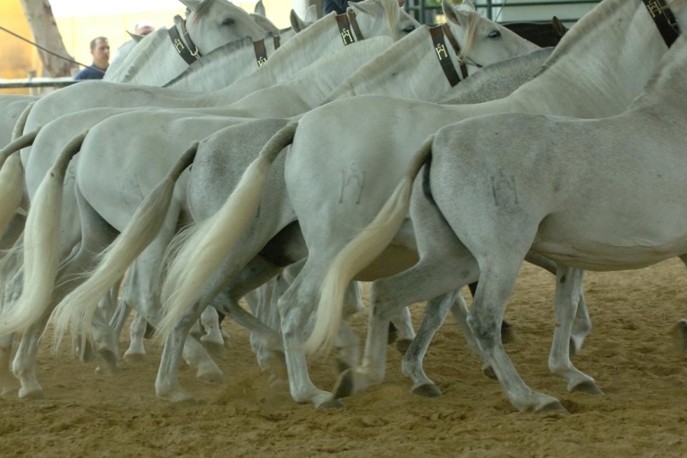 Découverte des chevaux Chartreux à la Yeguada de la Cartuja
