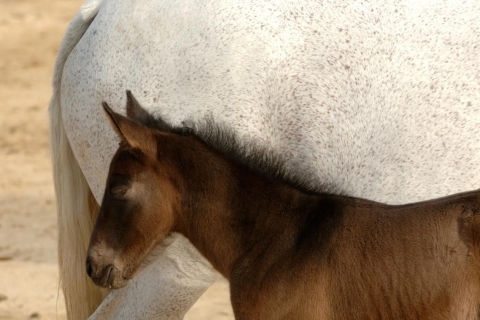 Jerez: Yeguada de la Cartuja kartuizer paardenervaring