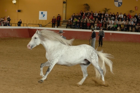 Jerez: Yeguada de la Cartuja Carthusian Horses Tour