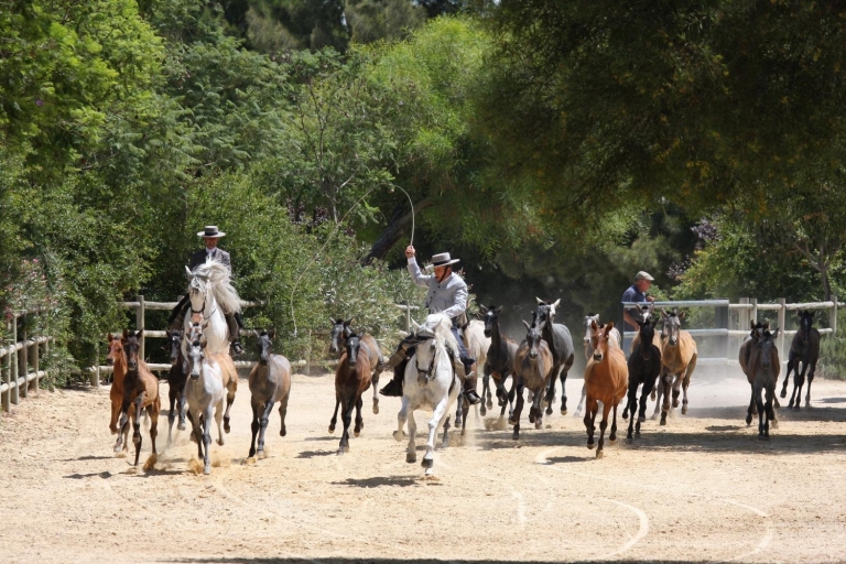 Jerez: Yeguada de la Cartuja – Kartäuser-Pferde-Tour