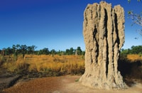 Litchfield National Park, Full-Day & Lunch from Darwin - Housity