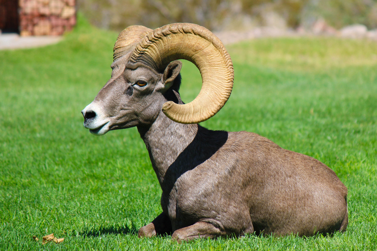 From Las Vegas: Kayak Rental to Emerald Cave Colorado River 8:00am/9am/10am/11am - 4 Hour Kayak Rental