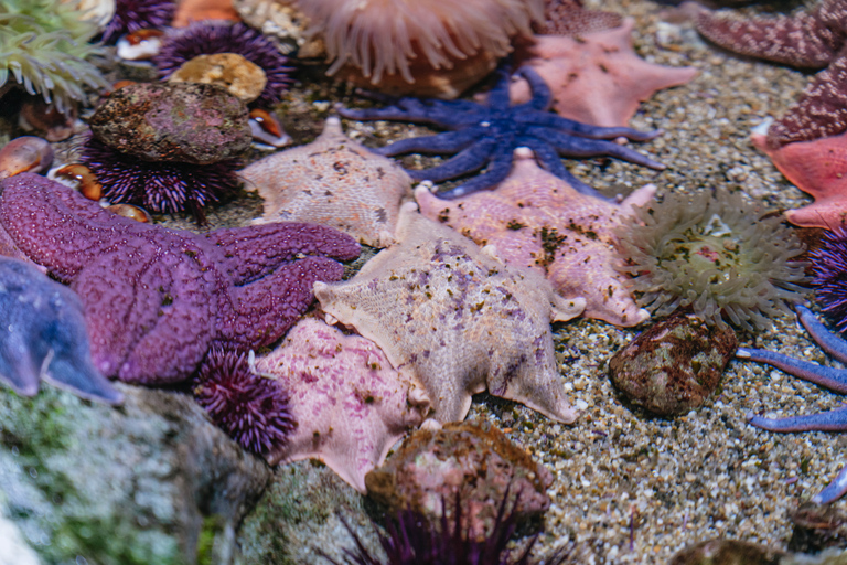 Acuario del Pacífico, LA: ticket sin colas en la taquilla