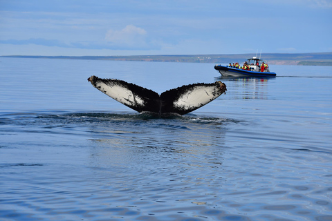 Húsavík: Original Big Whale Safari & Puffins by Speedboat