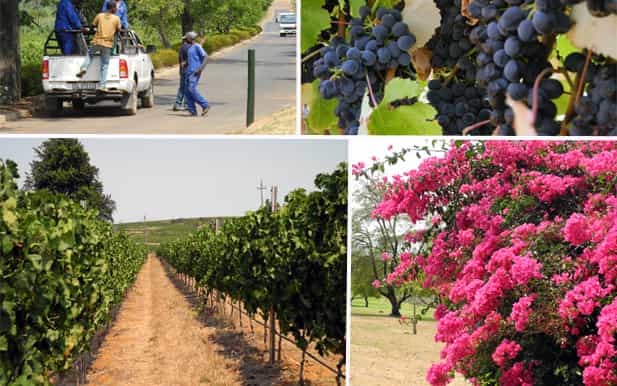 private fullday wine tour and tasting from cape town