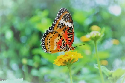 Alghero: Besuch im Schmetterlingshaus