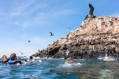 Tour dell&#039;isola Palomino: nuotare con i leoni marini e vedere la fauna selvaticaTour dell&#039;isola di Palomino: nuota con i leoni marini e osserva la fauna selvatica