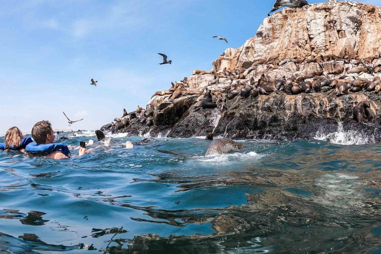 Tour dell&#039;isola Palomino: nuotare con i leoni marini e vedere la fauna selvaticaTour dell&#039;isola di Palomino: nuota con i leoni marini e osserva la fauna selvatica