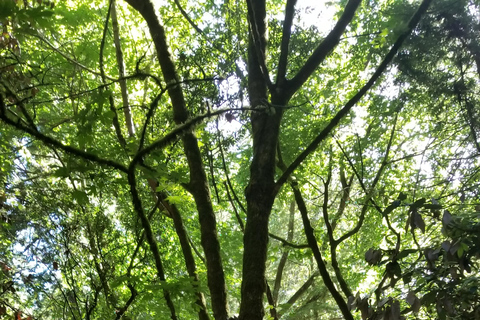 San Francisco: Muir Woods i Sausalito Opłata za wstęp wliczona w cenę