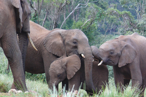 Safári de 3 dias na Reserva Nacional de Samburu