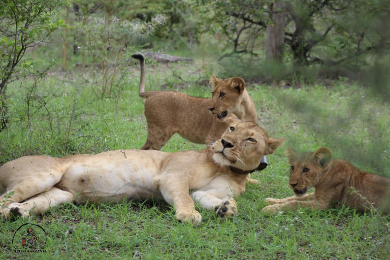 Selous : Un safari hors route d&#039;une journée au départ de Zanzibar